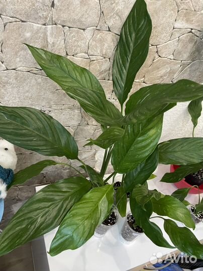 Спатифиллум diamond