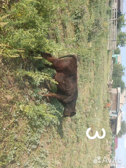 Продам телят