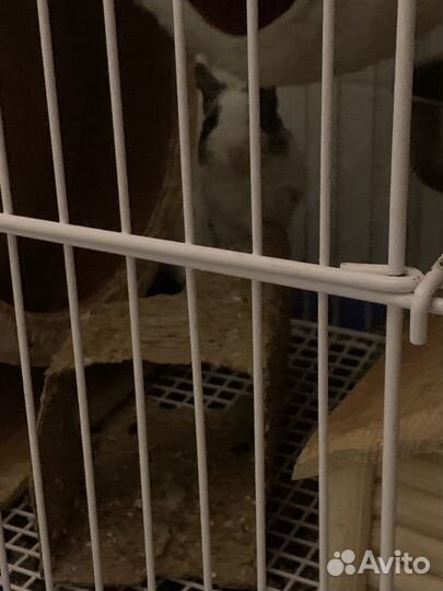 Белка дегу с клеткой