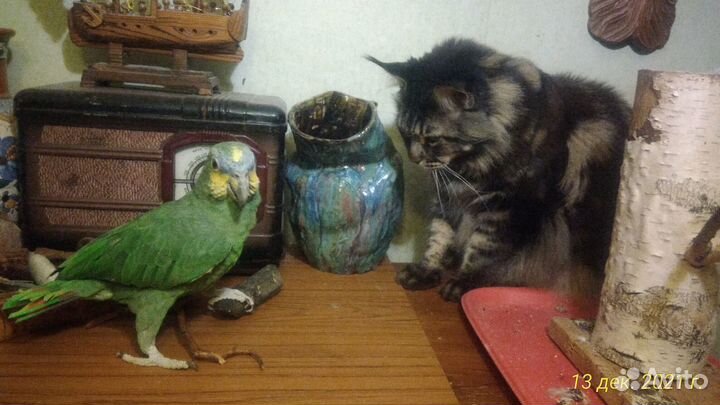 Попугай амазон