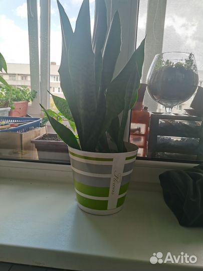 Сансевиерия тещин язык