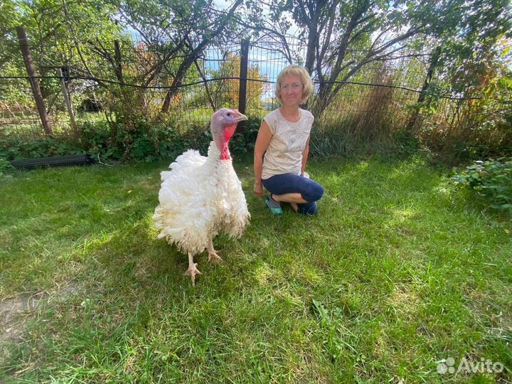 Бройлеры,несушки,индюшата