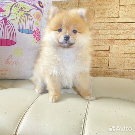 Шпице мишки