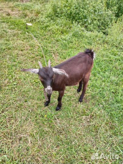 Альпонубийская козочка