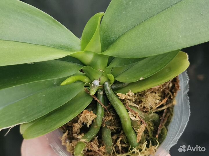 Фаленопсис Азия 2,8