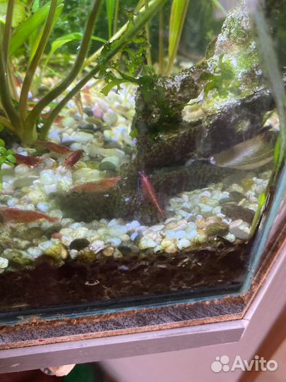 Моллинезия, растения для аквариума