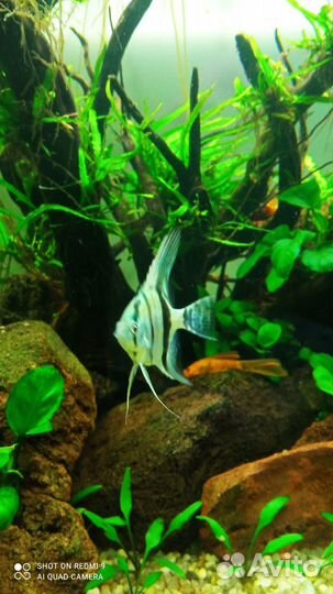 Скалярия голубой ангел. Подростки