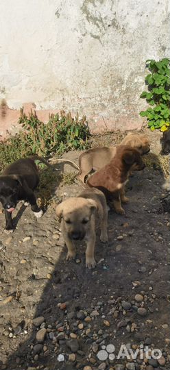 Щенки в добрые руки