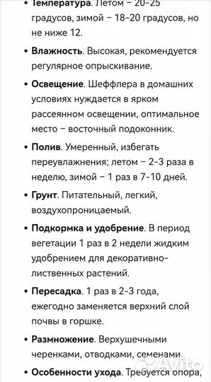 Шеффлера. Домашнее растение