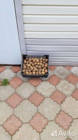 Домашний картофель