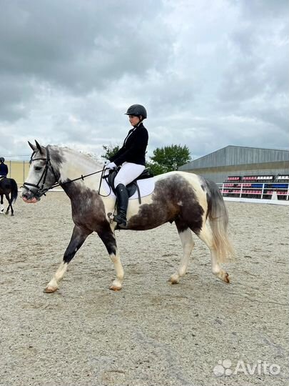 Лошадь пегий красавчик