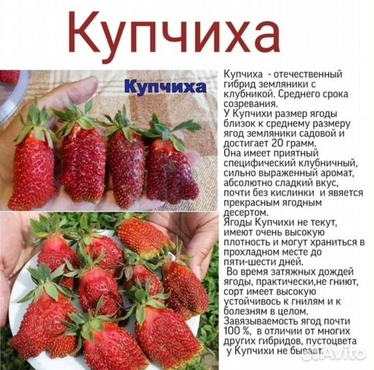 Рассада клубники купчиха