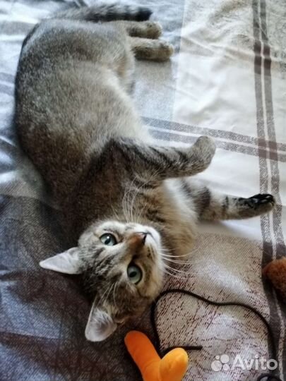 Нежная и ласковая, стерилизованная Соня