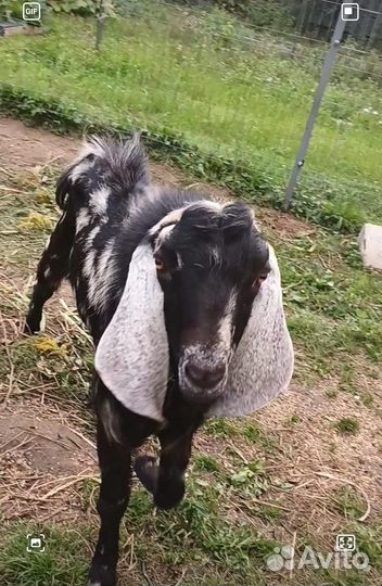 Продам коз