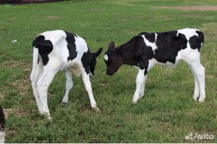 Породистые бычки