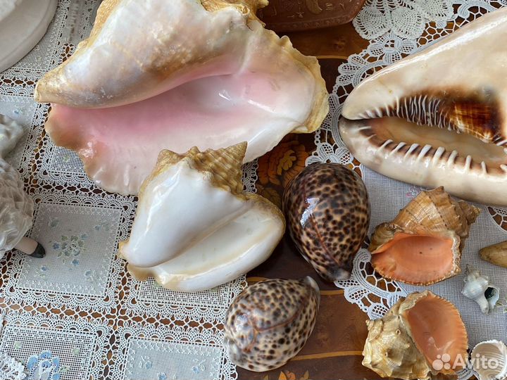 Морские ракушки раковины