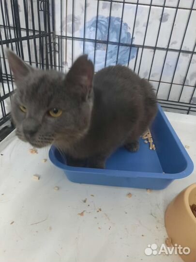 Британский кот