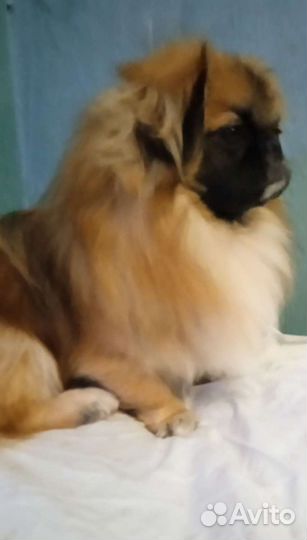 Вязка пекинес