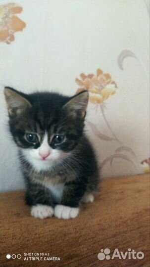 Котенок бесплатно