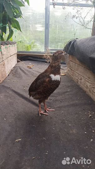 Перепела продажа