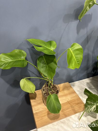 Монстера альба,аспарагус перистый, монстера