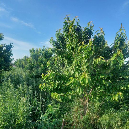 Участок 27 сот. (ИЖС)