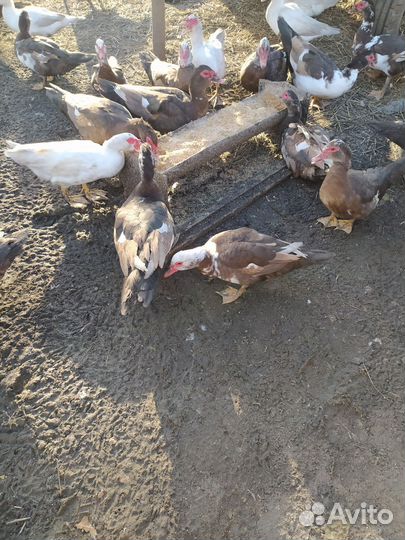 Индоутка домашняя