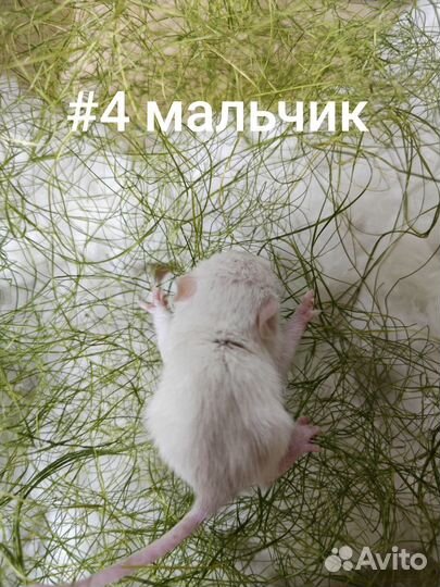 Декоративные крыски дамбо