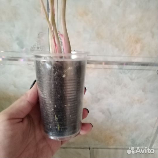 Аглаонема Кочин Оранж