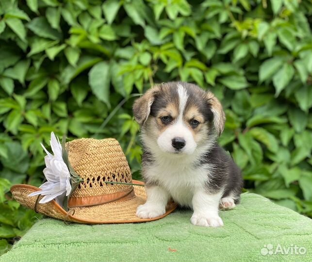 Щенки Вельш Корги