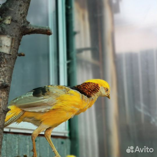 Маран павлин