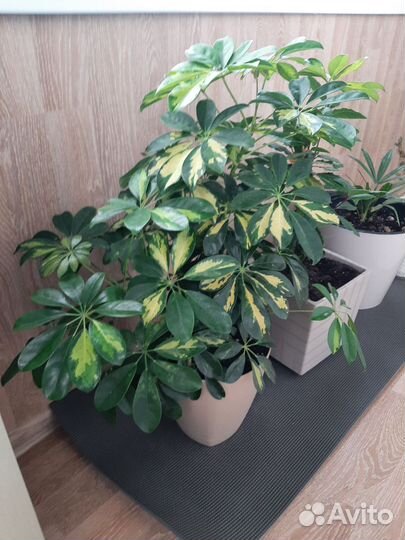 Комнатные цветы шефлера и другие