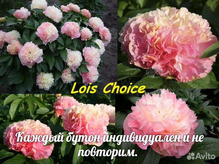 Пионы коллекционные