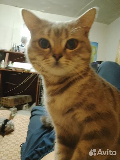 Британские котята