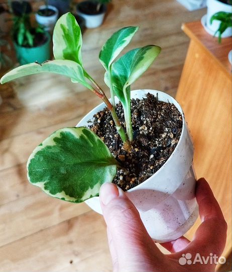 Пеперомия туполистная вариегатная