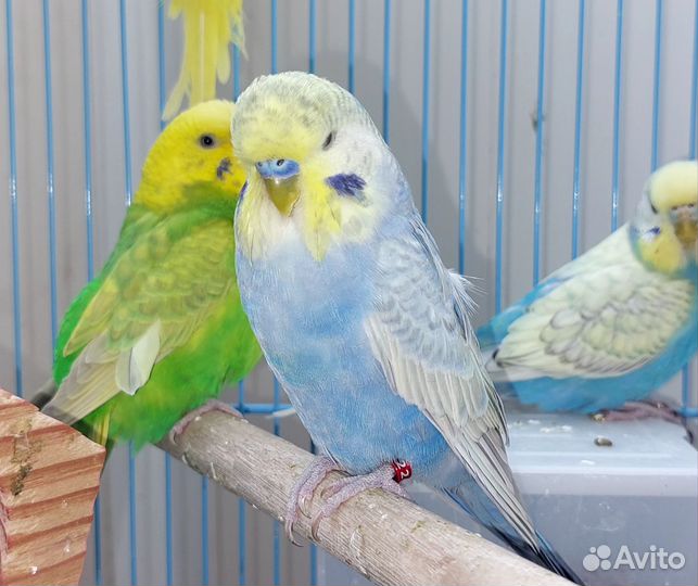 Волнистый попугай, ввп, получехи,радужные