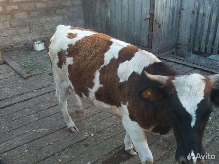 Первотелка с теленком