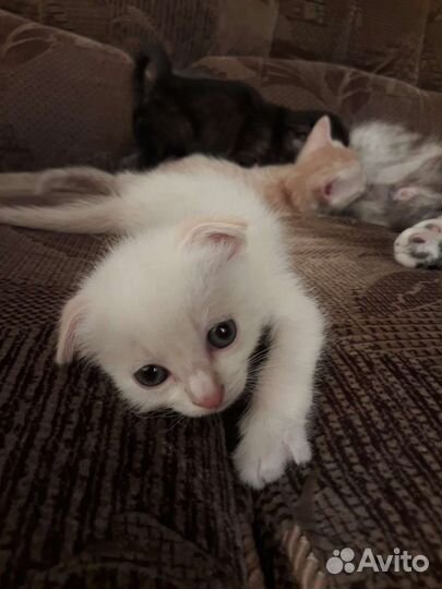 Шотландские вислоухие котята мальчики