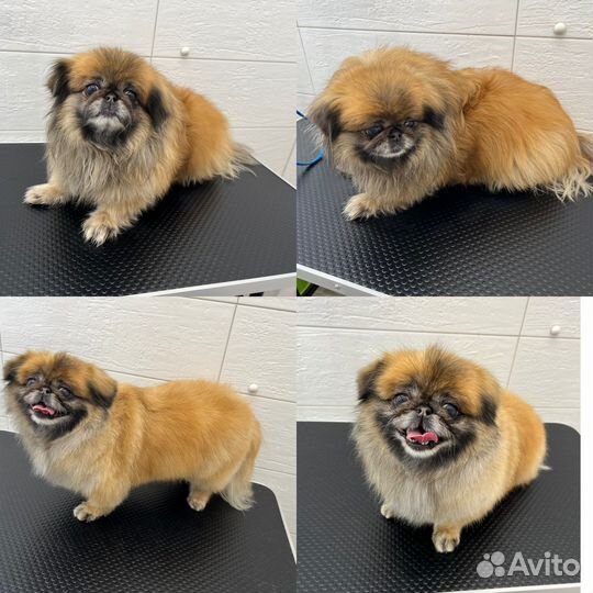 Стрижка собак мелких пород