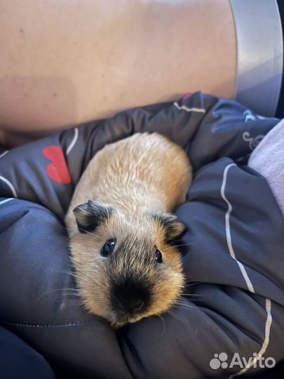 Передержка морских свинок