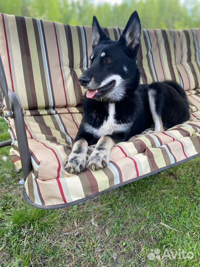 Щенок в добрые руки