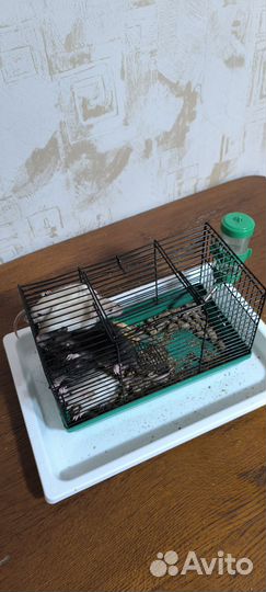 Крыски дамбо