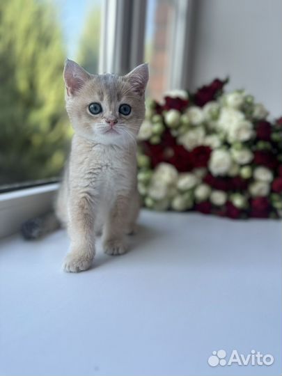 Шотландская