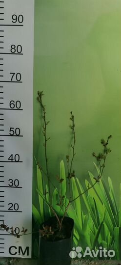 Саженцы голубики киви и лимон