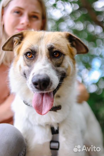 Чудесная ласковая Скарлетт из приюта ищет хозяина