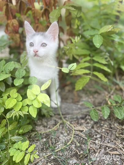 Отдам в добрые руки котят