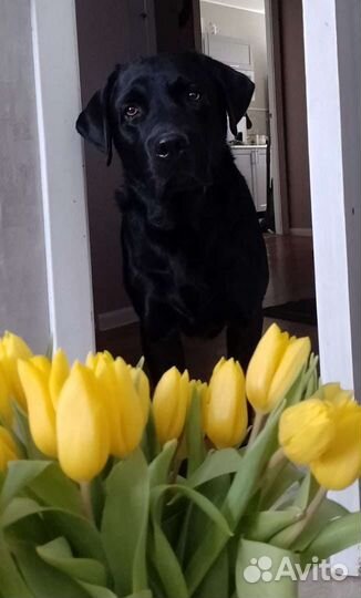 Вязка собак лабрадор ретривер