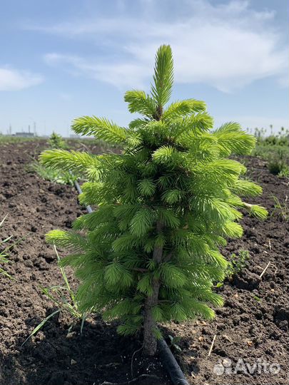 Саженцы Березы Клёна сосны можжевельника и др