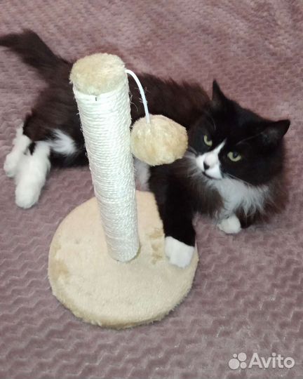 Когтеточка-столбик с помпоном