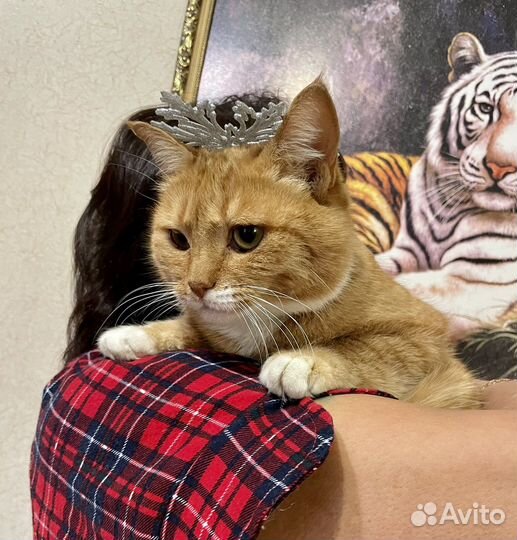 Помогите Кошечке